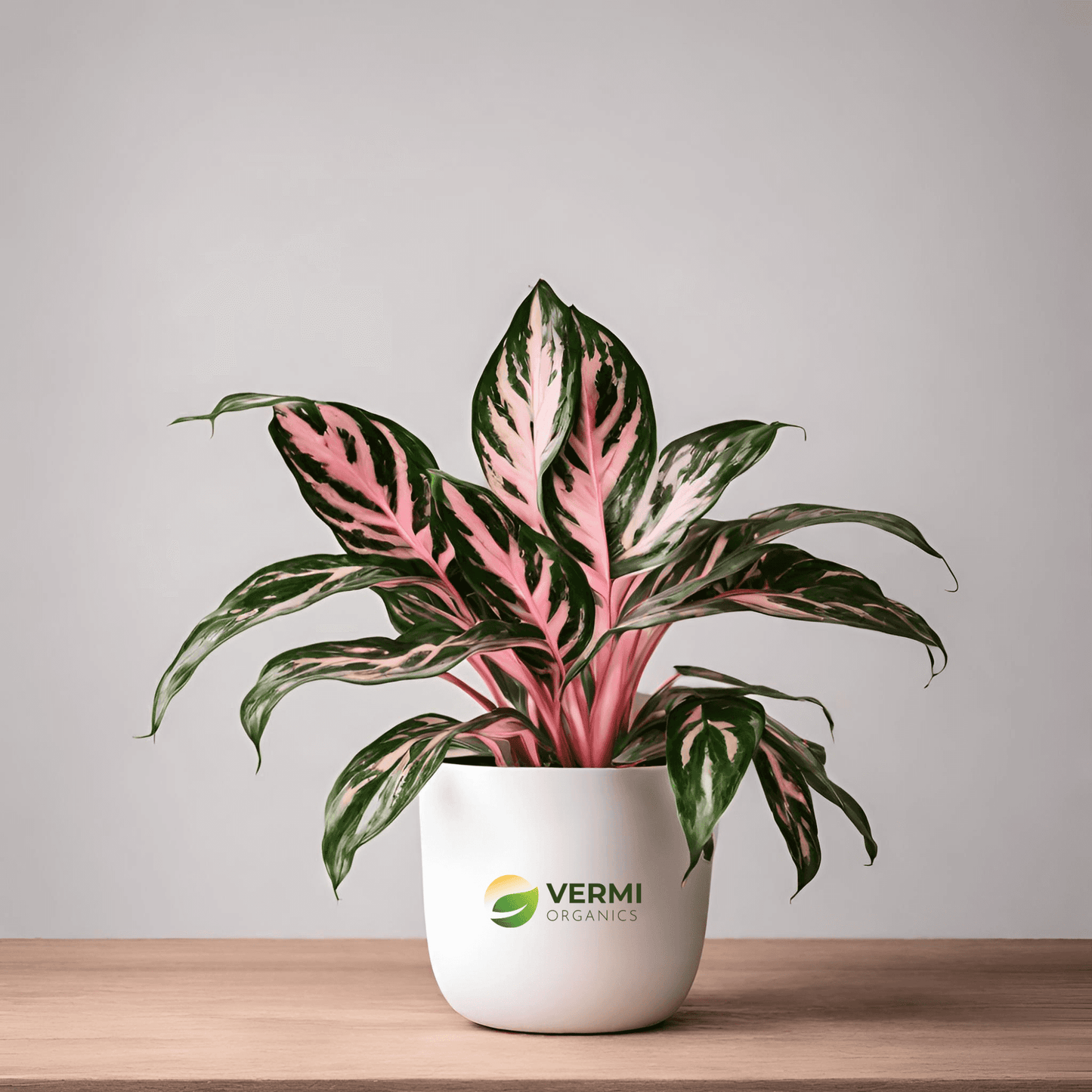 Aglaonema Lady Valentine, Aglaonema Anyamanee (Pink) - Plant