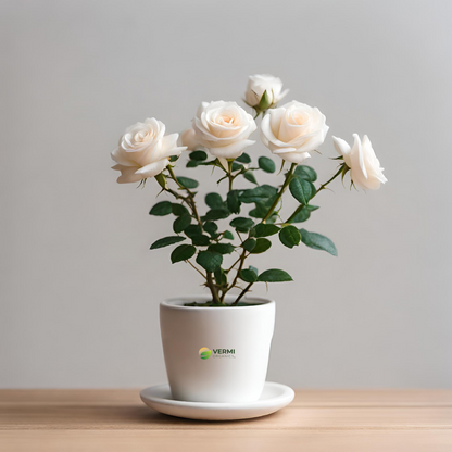 Miniature Button Rose (White) Plant