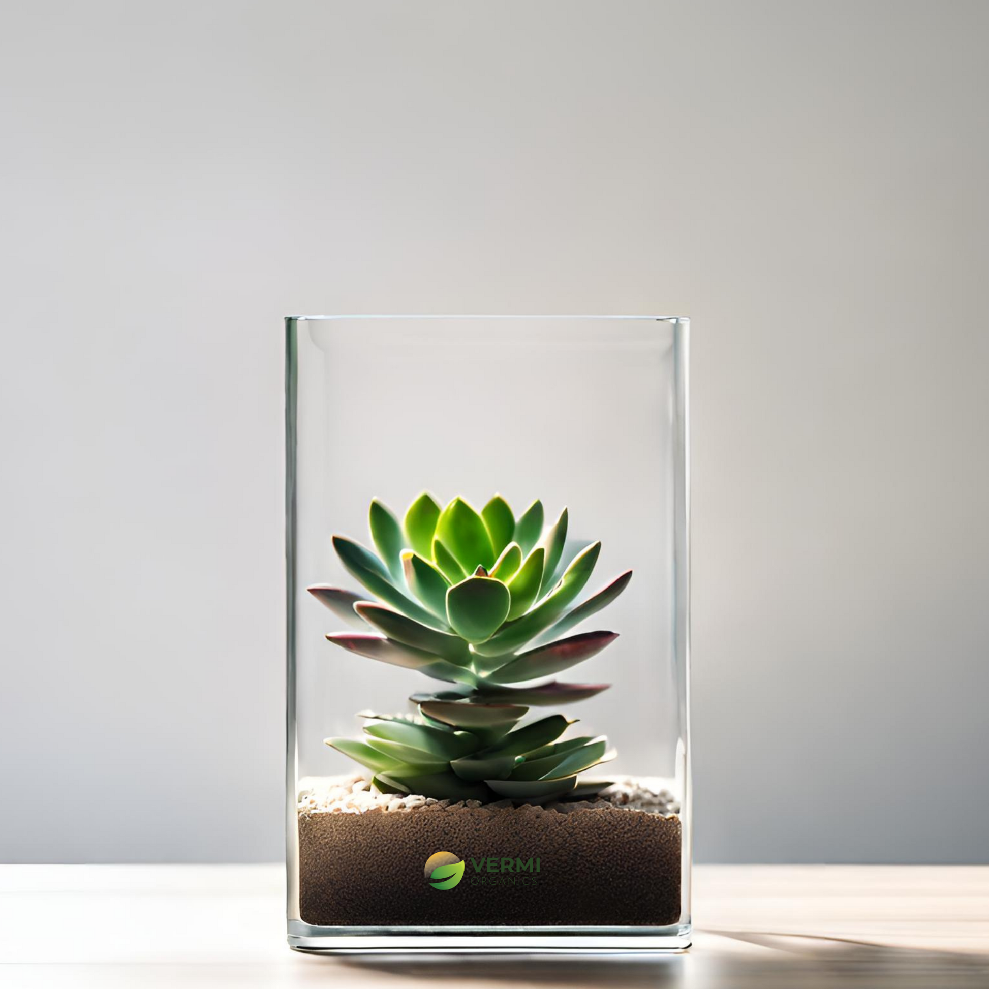 Succulent in rectangle glass pot (3in Ht)