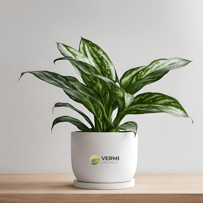 Aglaonema Diamond Bay - Plant