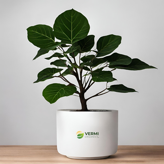 Velvet Leaf Tree - Plant