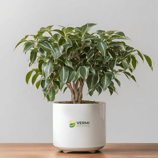 Benjamina Variegated Weeping Fig Plant