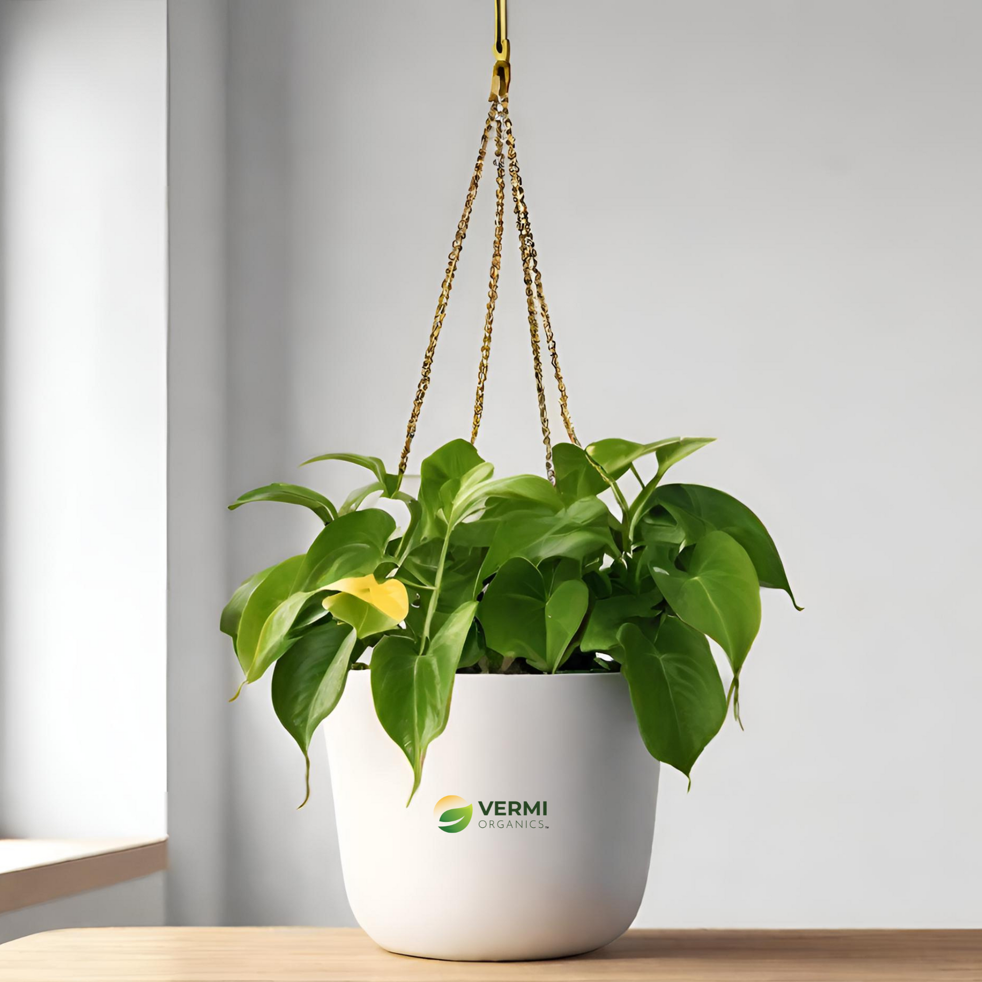 Money golden Scindapsus (Hanging) Plant