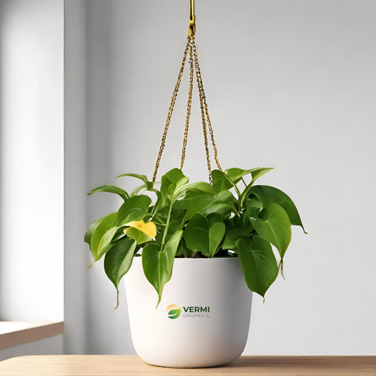 Money plant golden, Scindapsus golden (Hanging Basket) - Plant