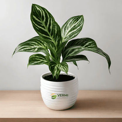 Aglaonema Stripes - Plant