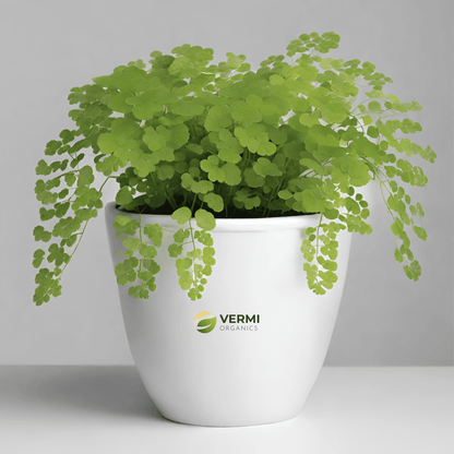 Adiantum Caudatum Plant