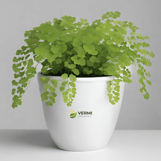 Adiantum Caudatum - Plant