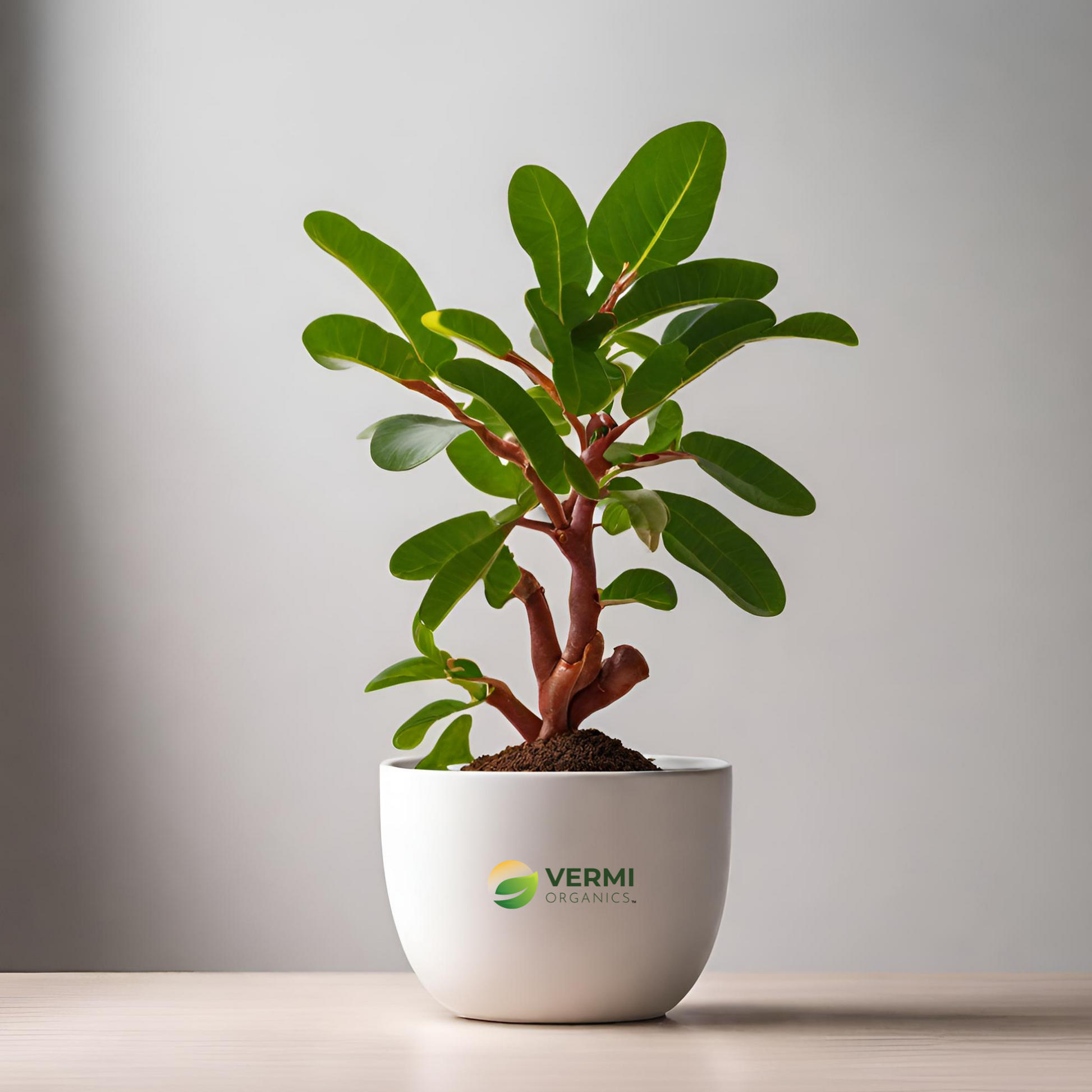 Malabar Tamarind Garcinia Gummi Plant