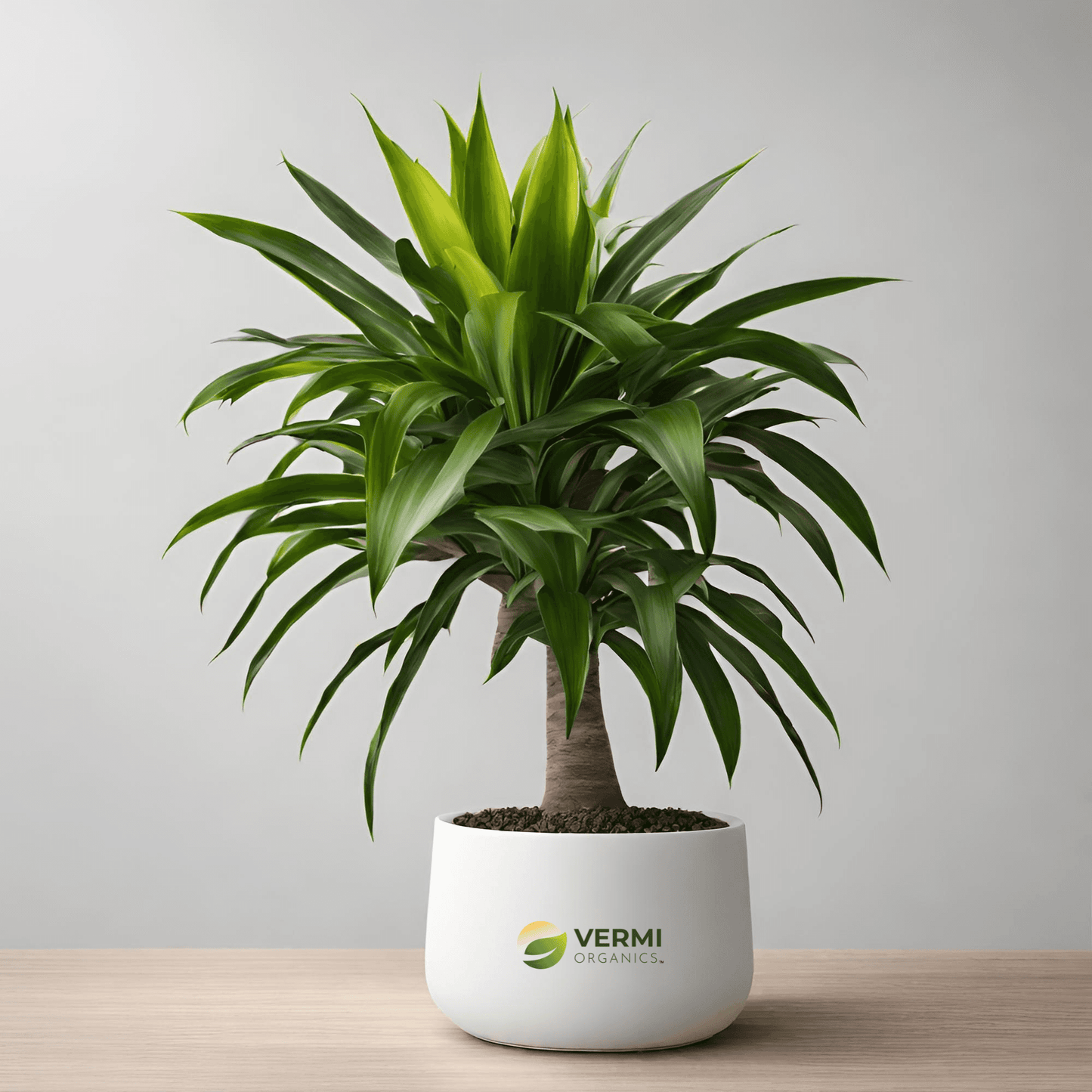 Dracaena Limelight Dragon Tree Plant