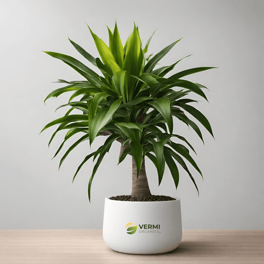 Dracaena Limelight Dragon Tree - Plant