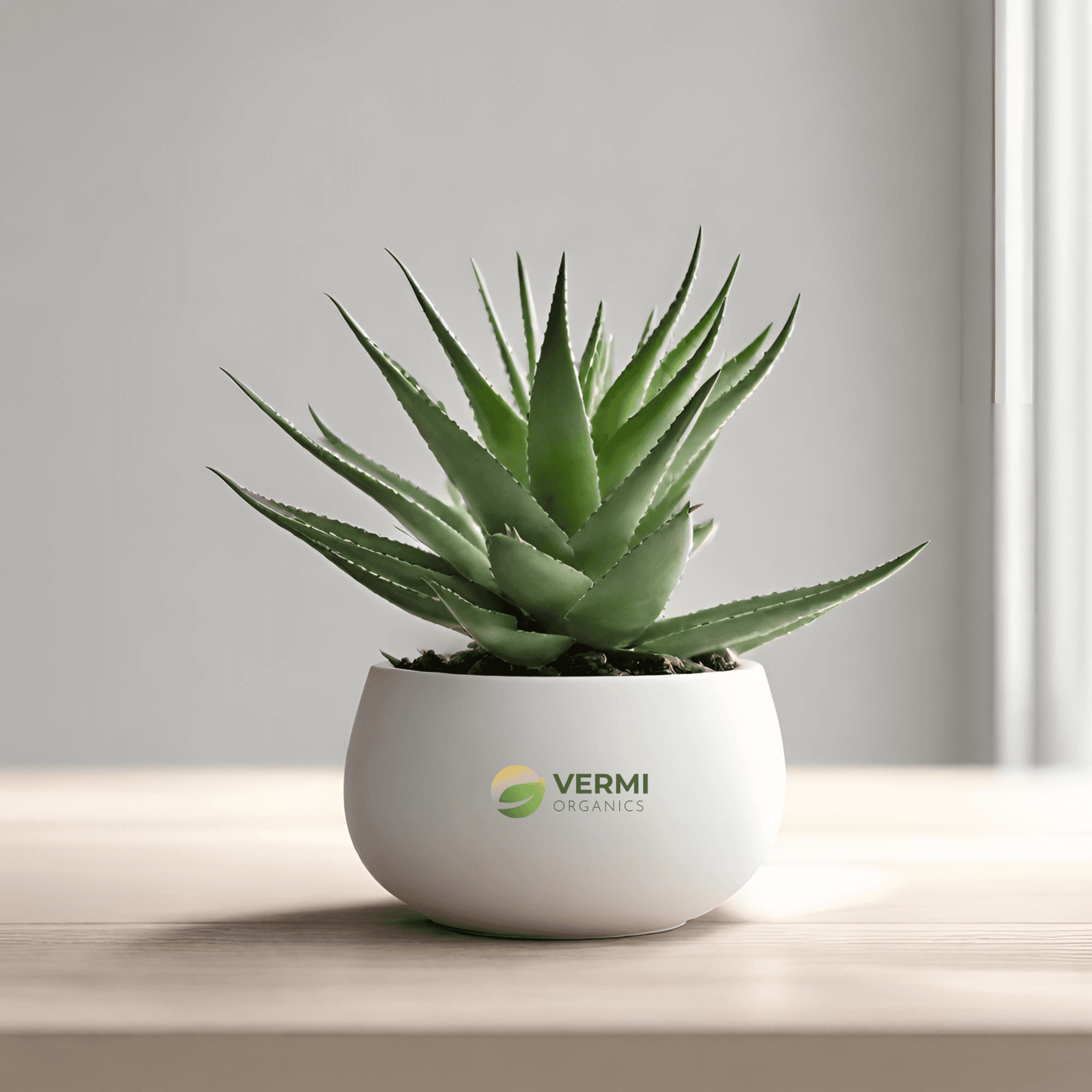 Aloe Juvenna - Succulent Plant