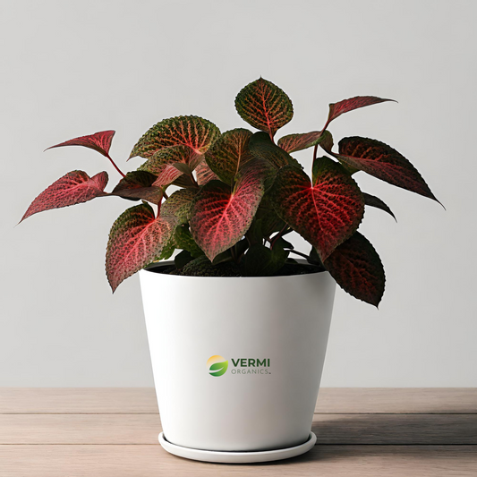 Fittonia Albivenis Red Nerve Plant