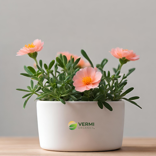 Portulaca 9 O Clock (Peach) Plant