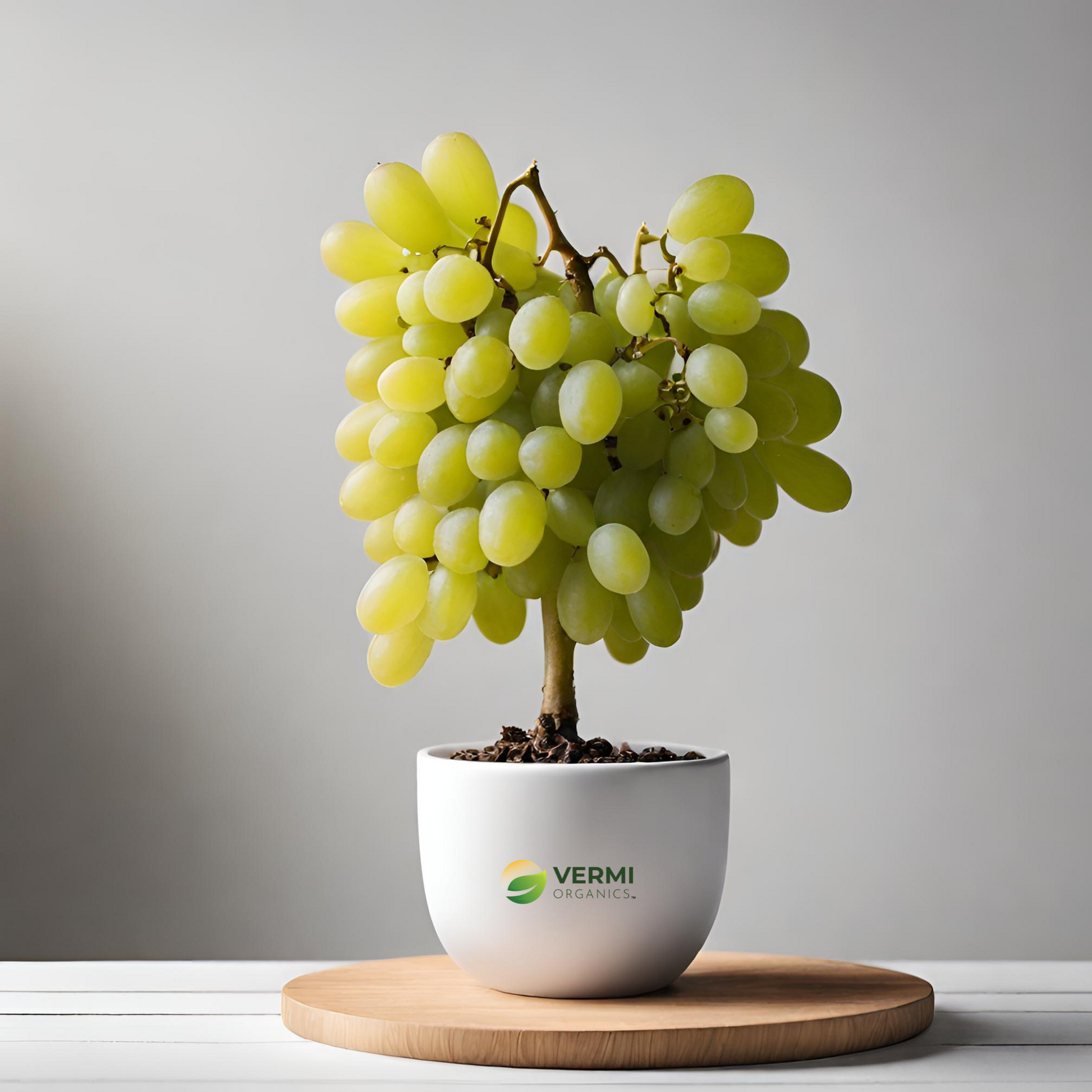 Grape Angoor ( Grafted Seedless ) Plant