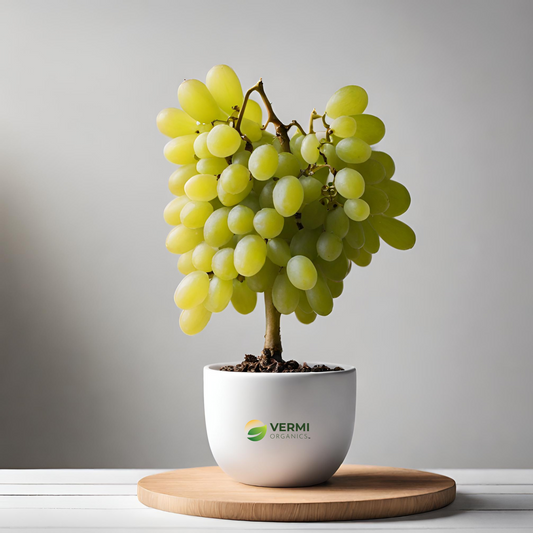 Grape, Angoor ( Grafted, Seedless ) - Plant