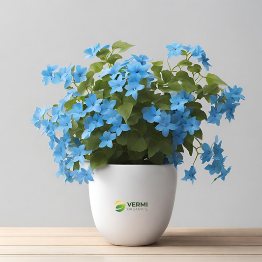 Skyblue Clustervine Plant