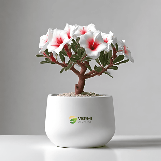 Adenium Plant, Desert Rose (White) - Plant