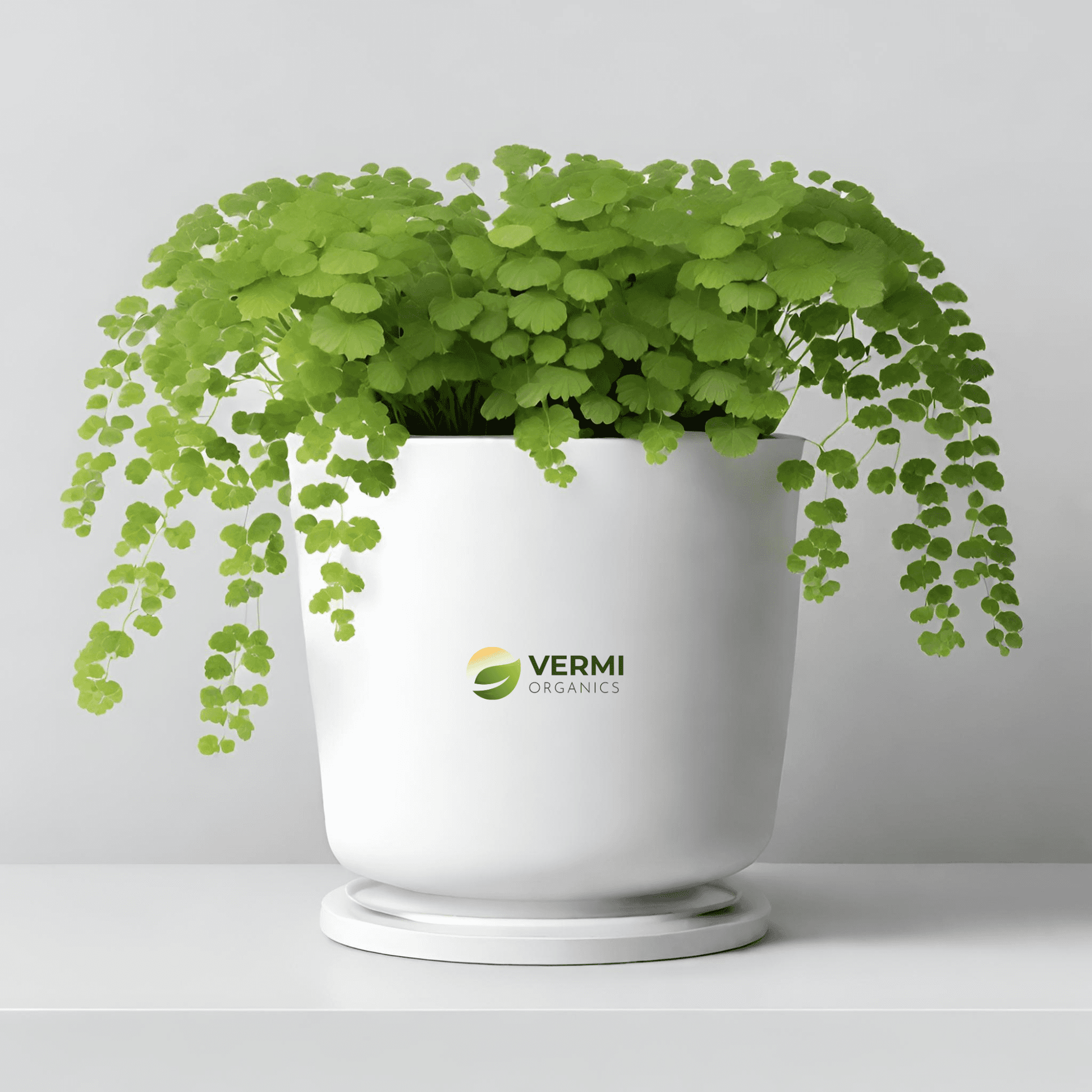 Adiantum trapeziforme Plant