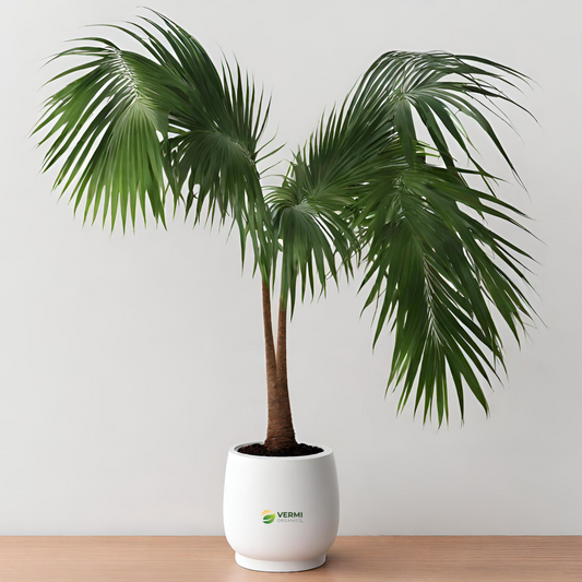 Jelly Palm, Pindo Palm - Plant