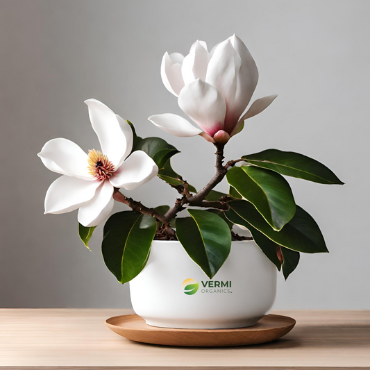 Magnolia Plant