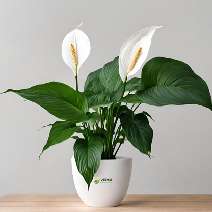 Peace Lily Spathiphyllum Plant