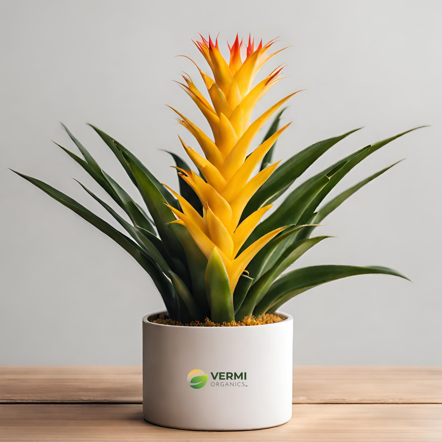 Guzmania (Yellow) Plant