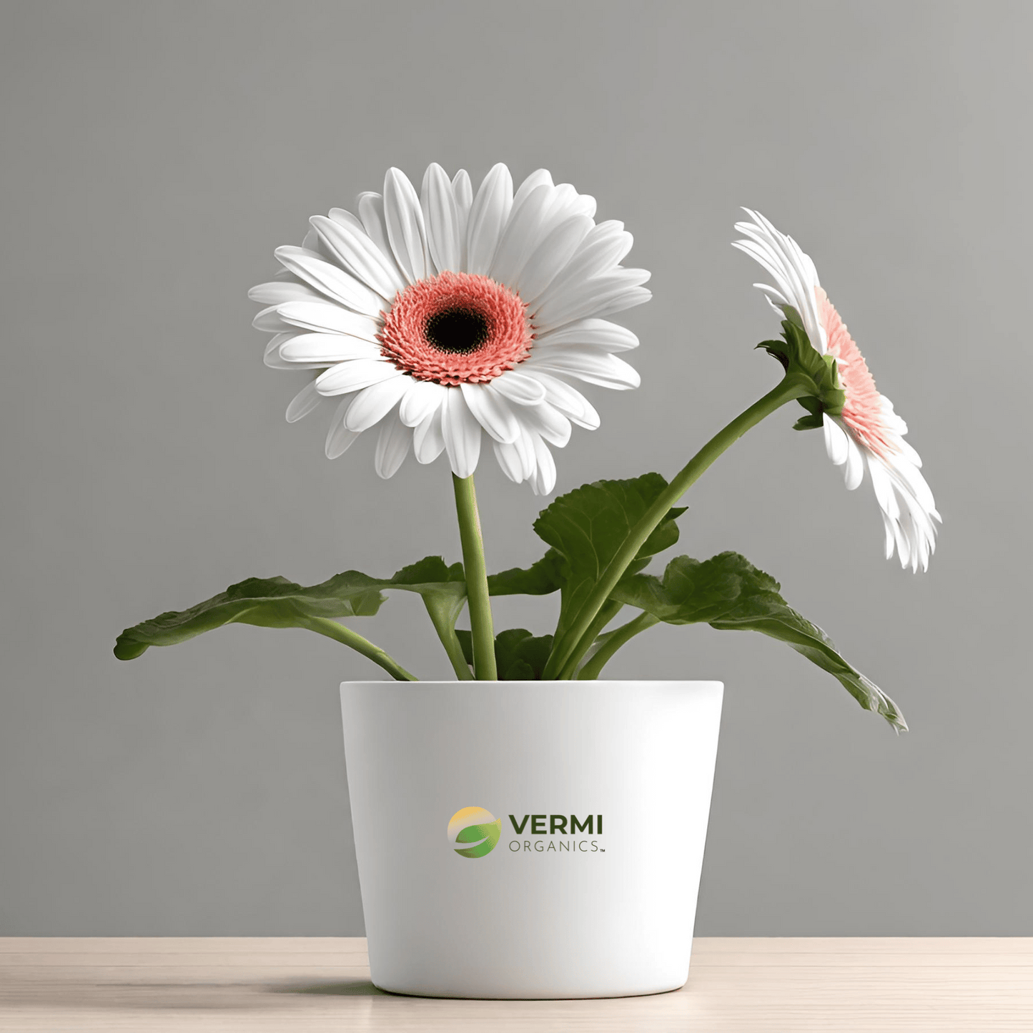 Gerbera (White) Plant