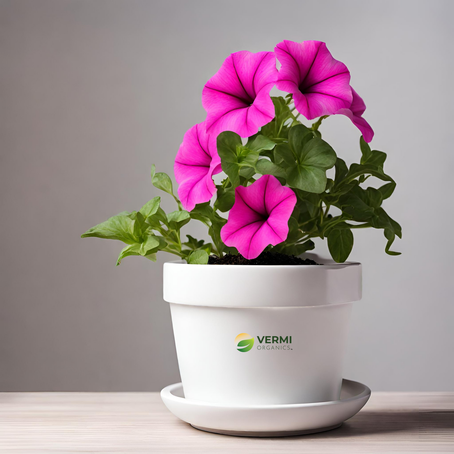Petunia (Pink) Plant