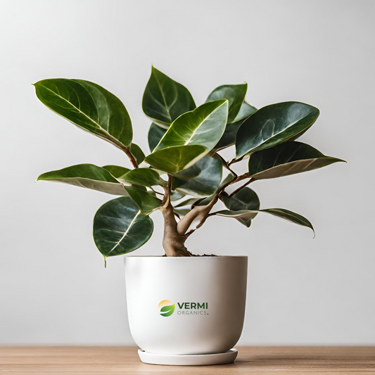 Ficus Triangularis variegata Plant