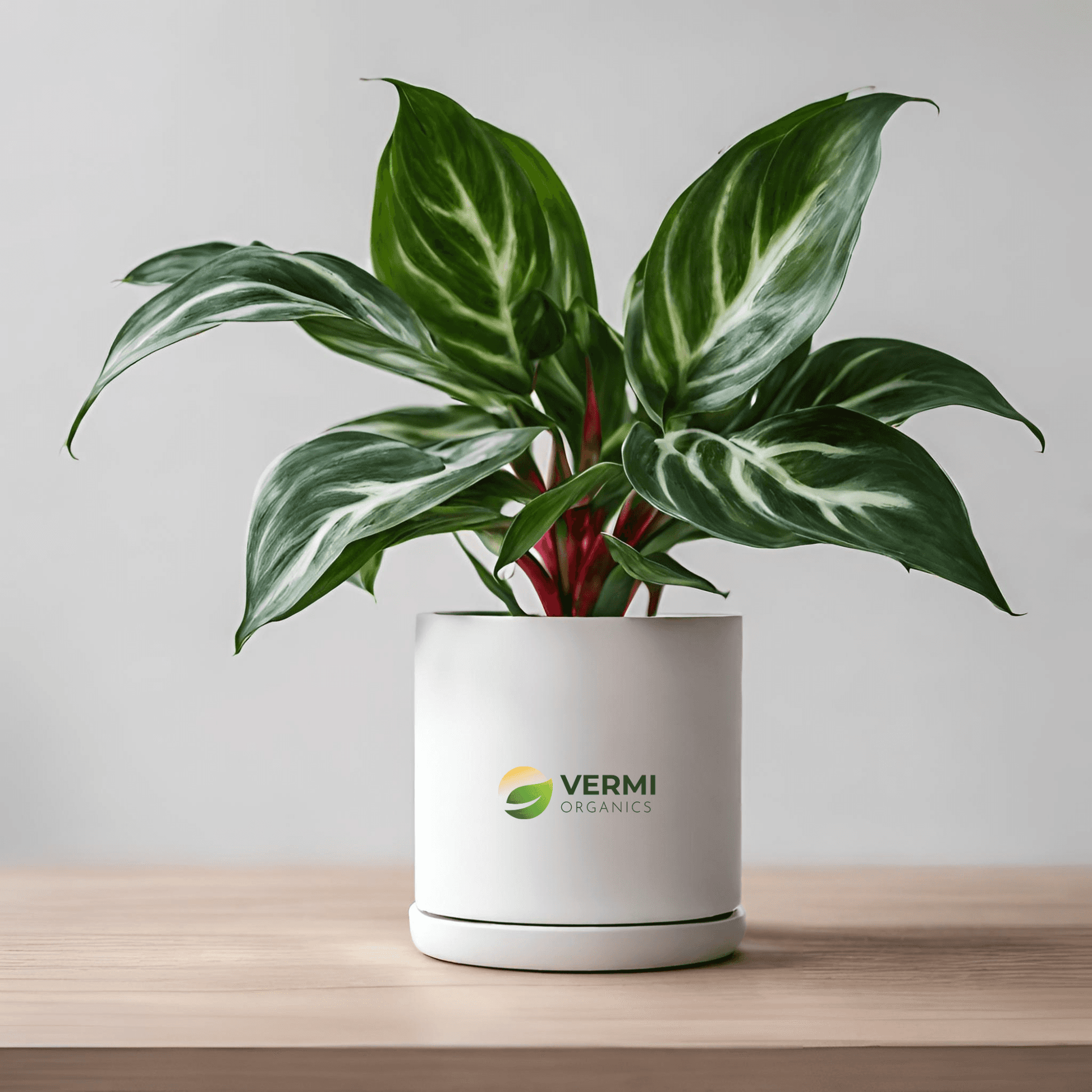 Aglaonema White Lipstick Plant