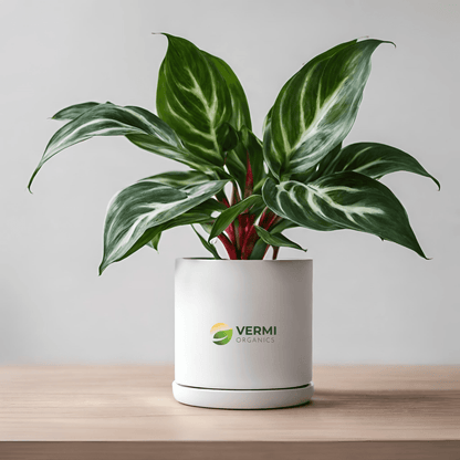 Aglaonema White Lipstick - Plant