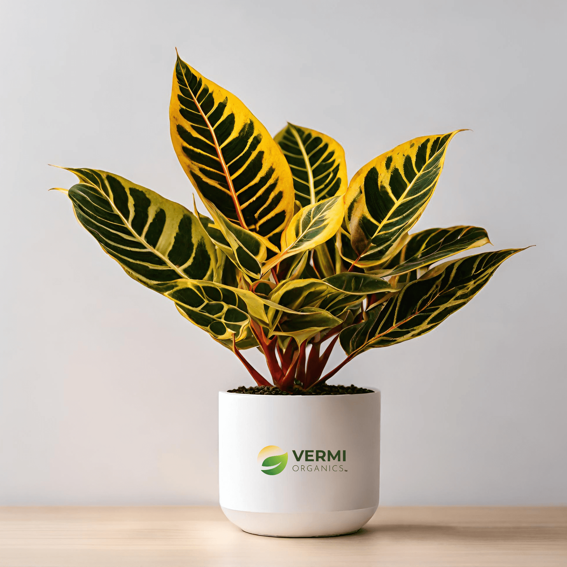 Croton Codiaeum Plant (Gold Dust, Small Leaves)