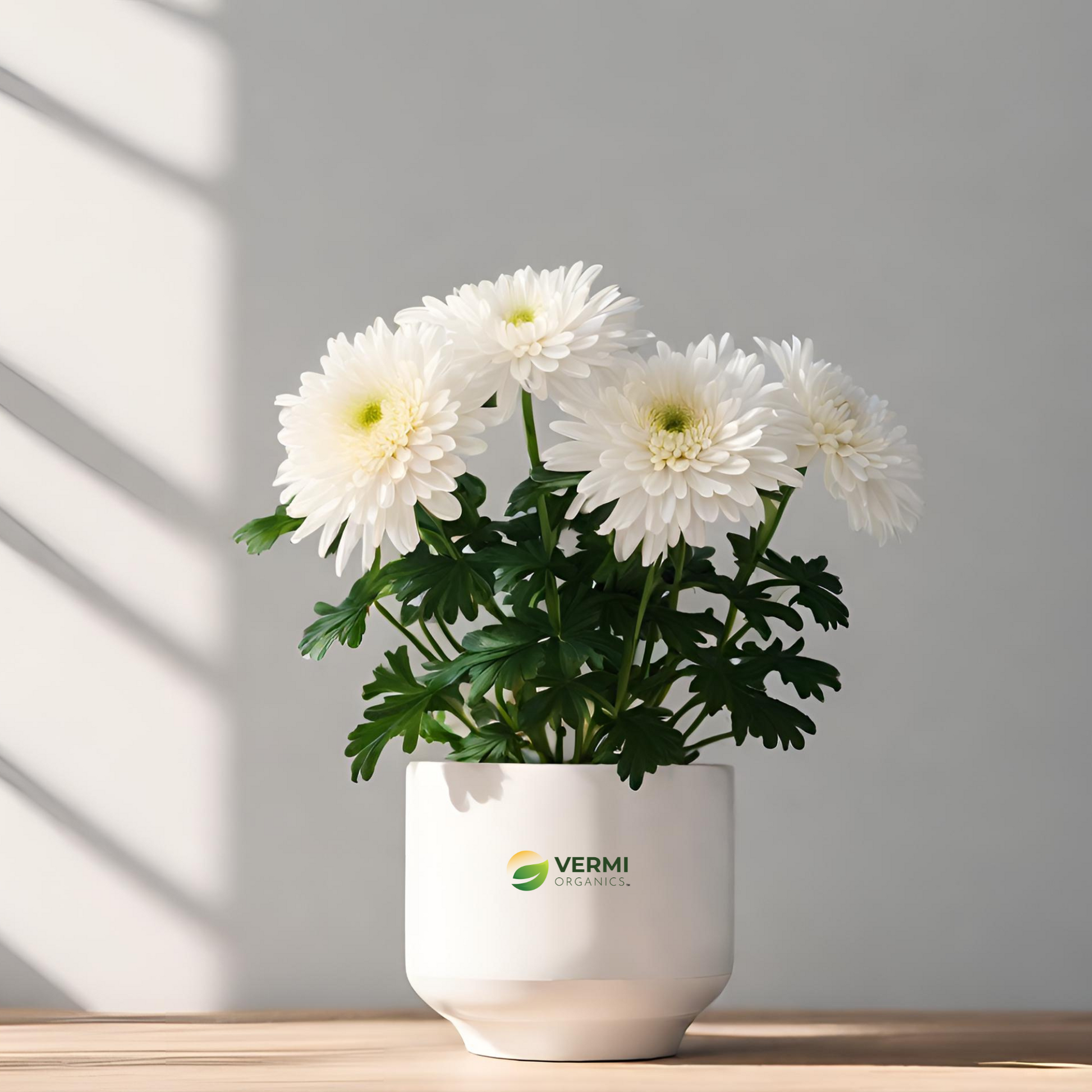Shevanti Chrysanthemum (White) Plant