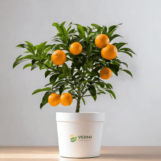 Citrus Aurantifolia -  Plant