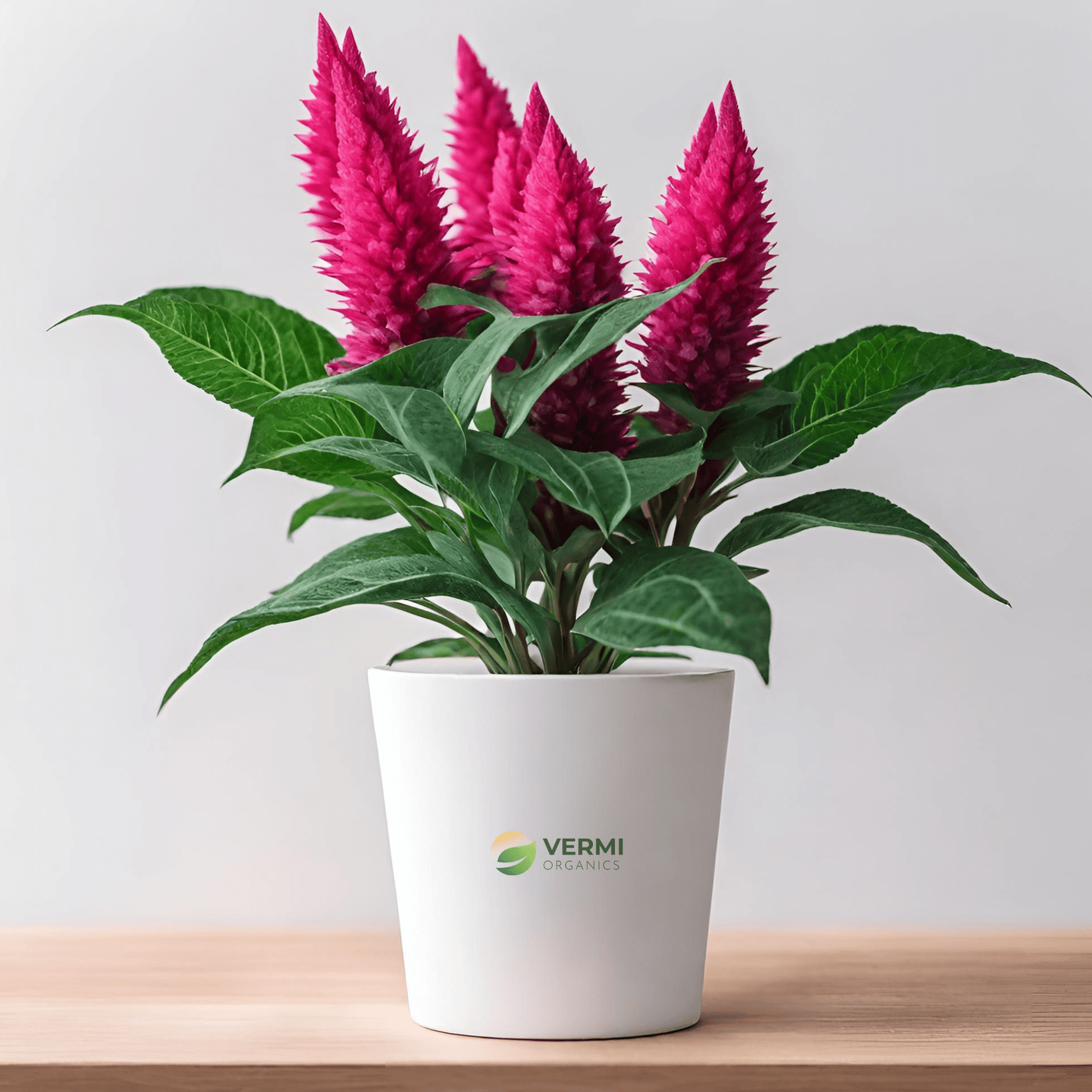 Celosia (Pink) Plant