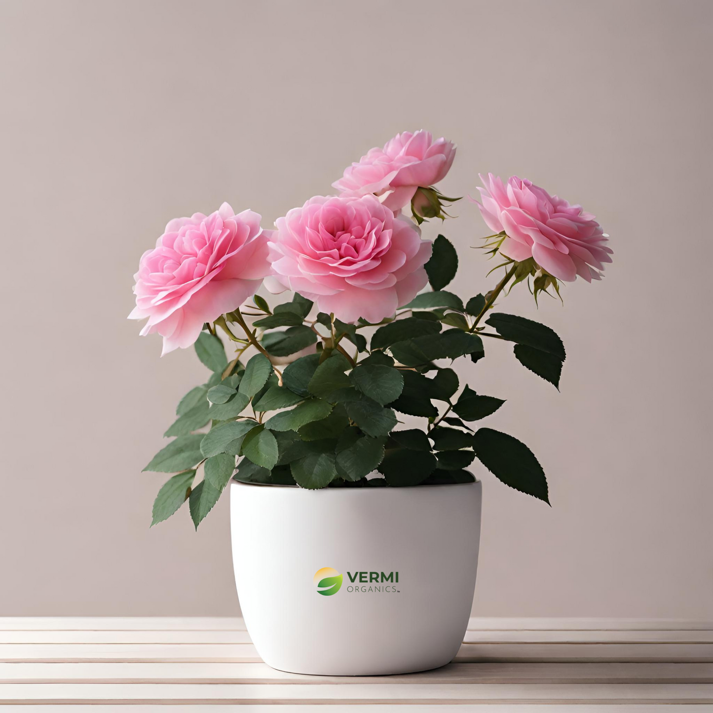 Rosa centifolia Plant