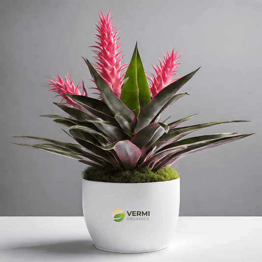 Aechmea Fasciata - Plant