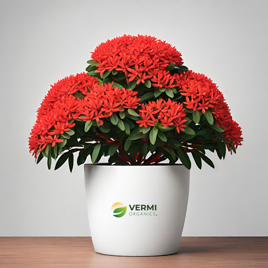 Ixora Long Singapuri (Red) Plant