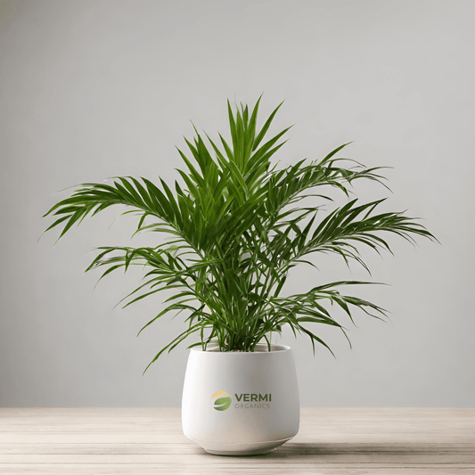 Chamaedorea Elegans, Parlour Palm (Small) - Plant