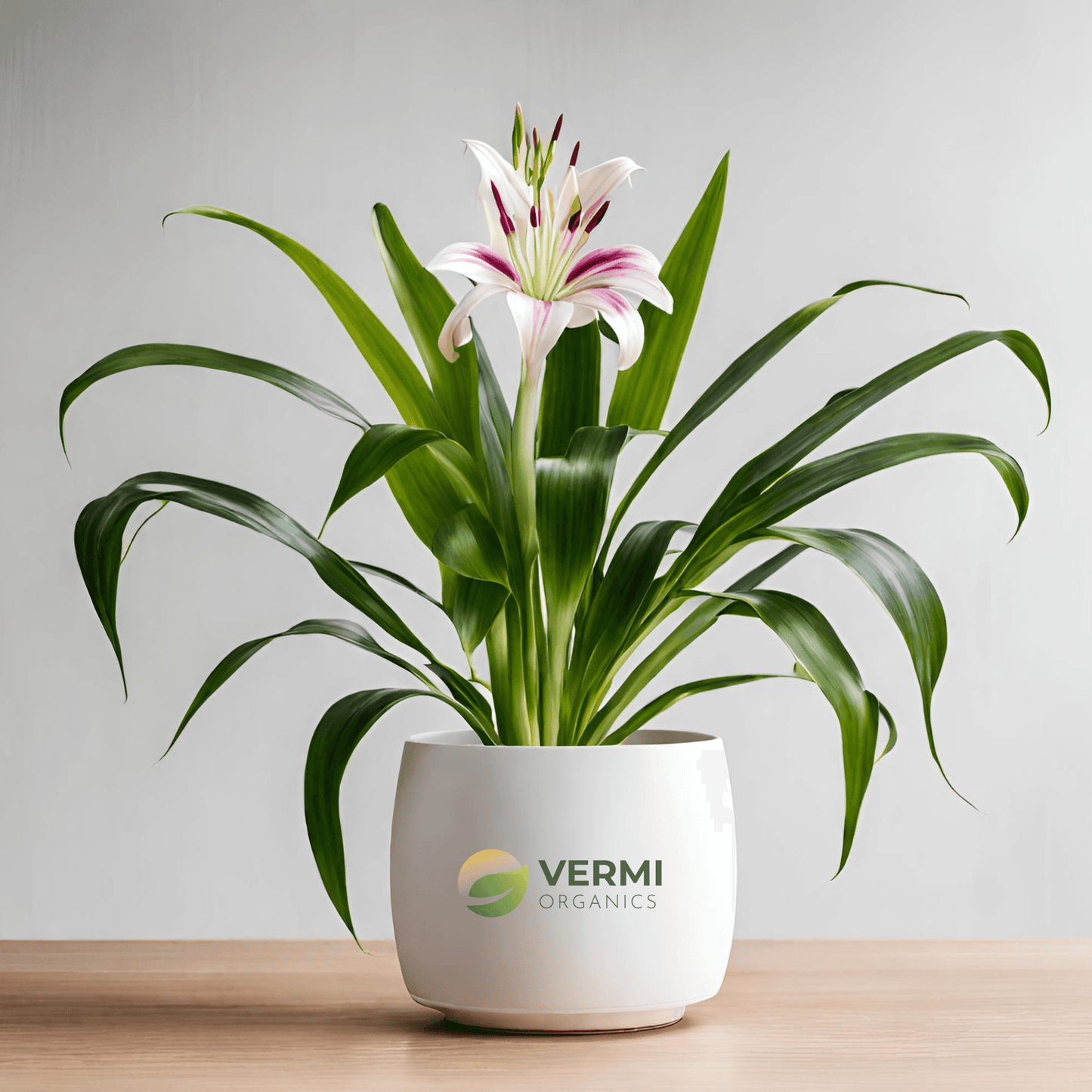 Crinum Lily Variegated Plant