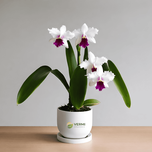 Cattleya Hybrids Plant