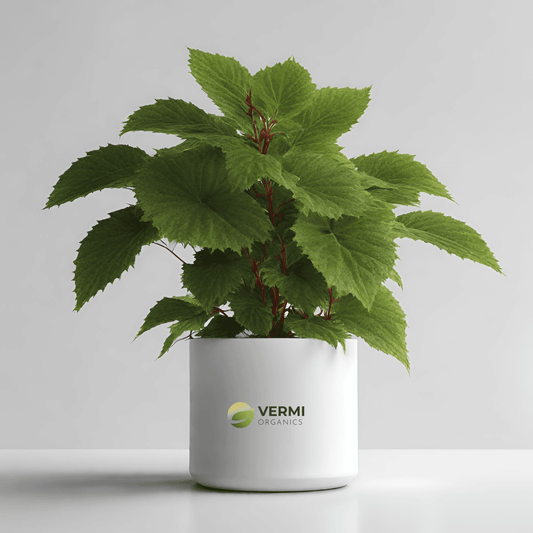 Acalypha Wilkesiana Devappa Plant