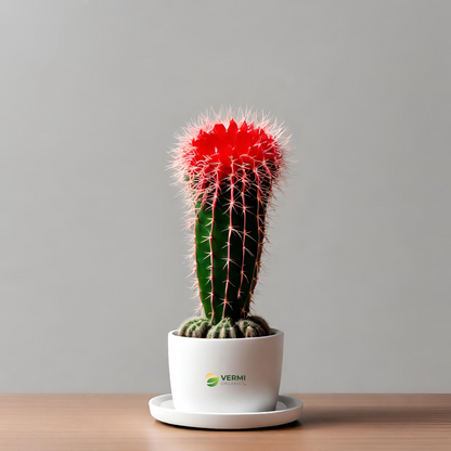 Moon Cactus (Grafted Red) Cactus Plant
