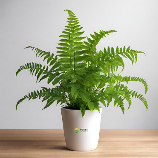 Pteris vittata Plant