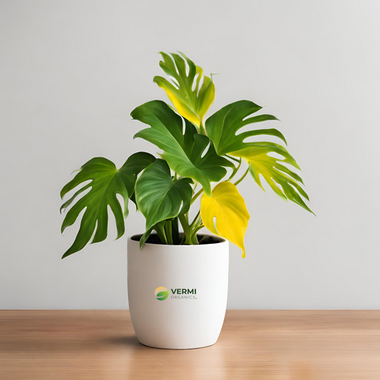 Philodendron xanadu Golden Plant