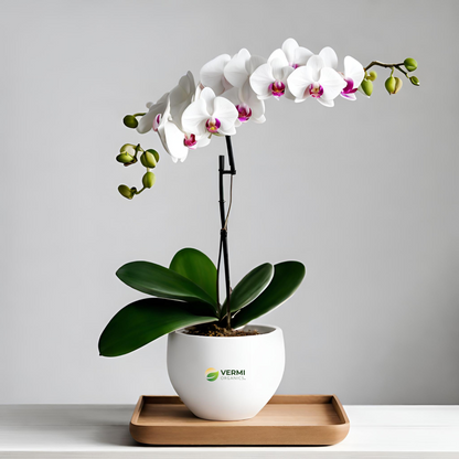 Phalaenopsis Orchid (White) Plant