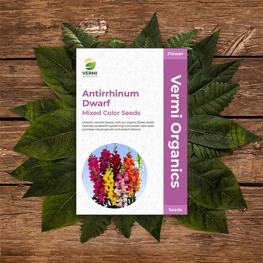 Antirrhinum Dwarf Mixed Color, Snapdragon - Flower Seeds Pack of 100
