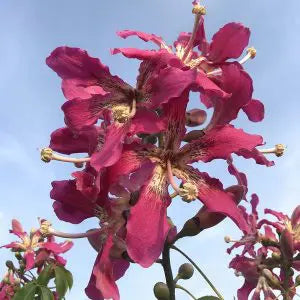 Bignonia metapotomica Plant