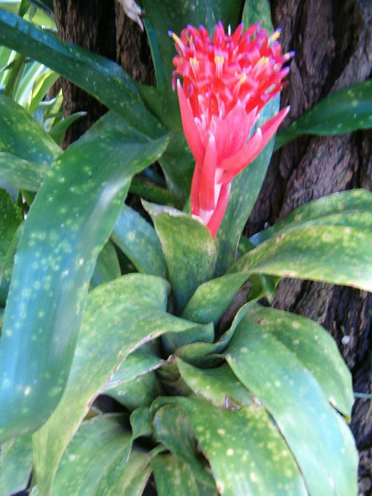 Billbergia pyramidalis concolor Plant