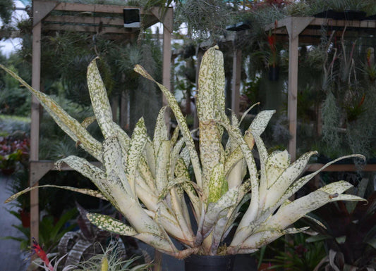 Billbergia pyramidalis fantasia Plant